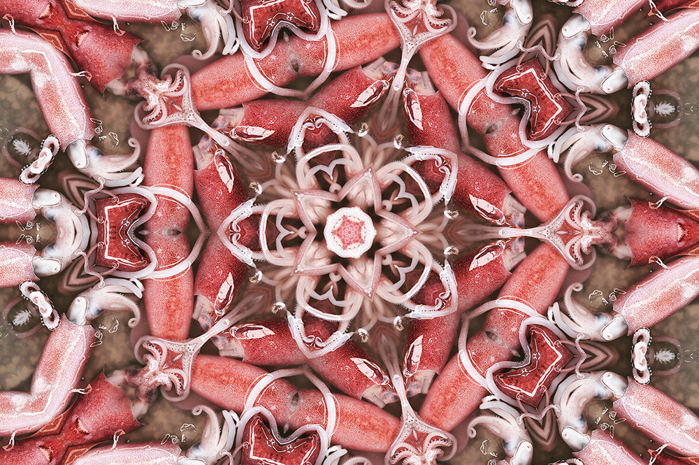 Carneidoscopes - Squids