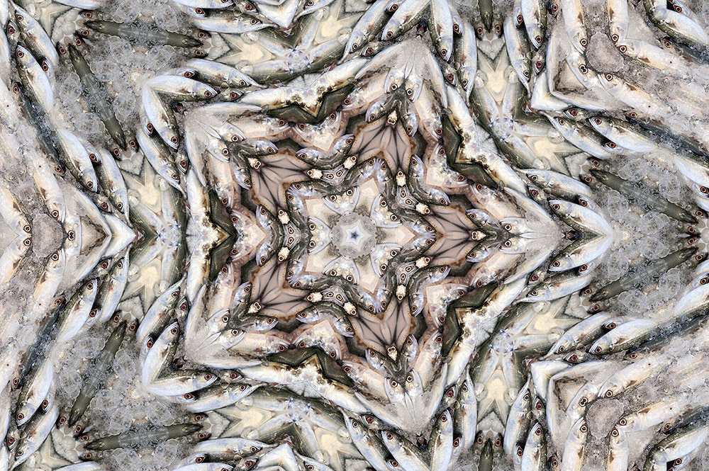 Carneidoscopes - Fish