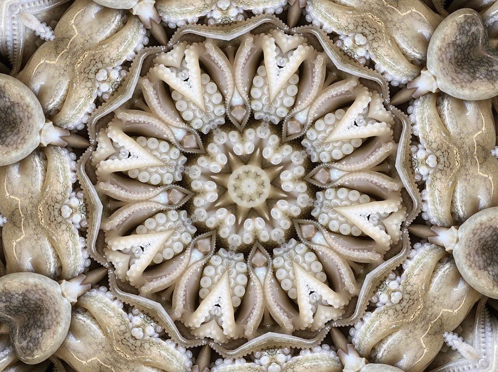 Carneidoscopes - Octopus