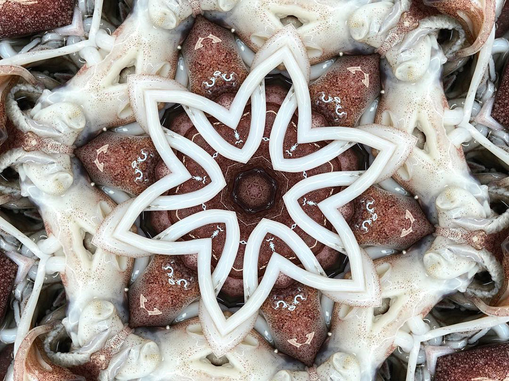 Carneidoscopes - Squids