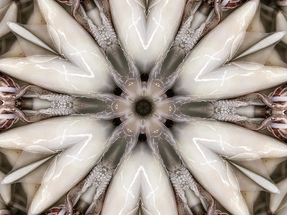 Carneidoscopes - Cuttlefish