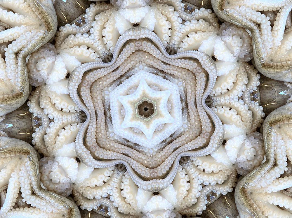 Carneidoscopes - Octopus