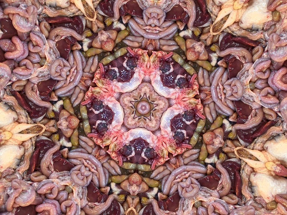 Carneidoscopes - Chicken Interiors