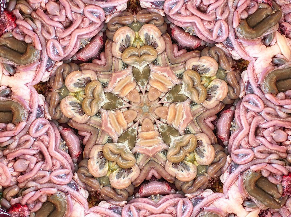 Carneidoscopes - Chicken Interiors