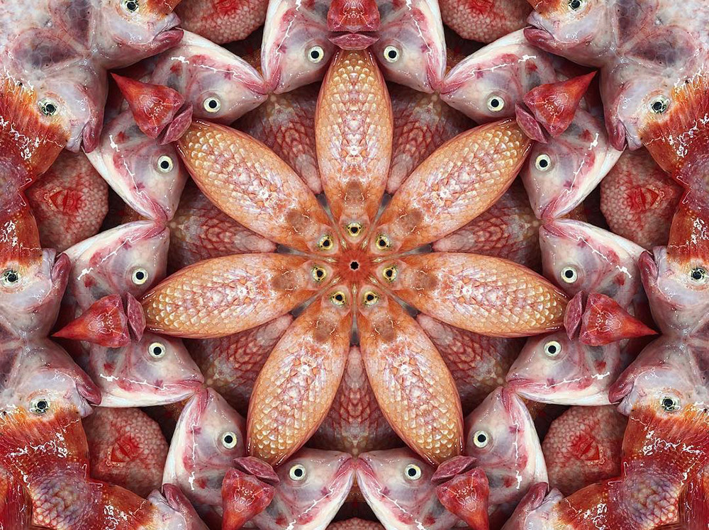 Carneidoscopes - Red Snappers