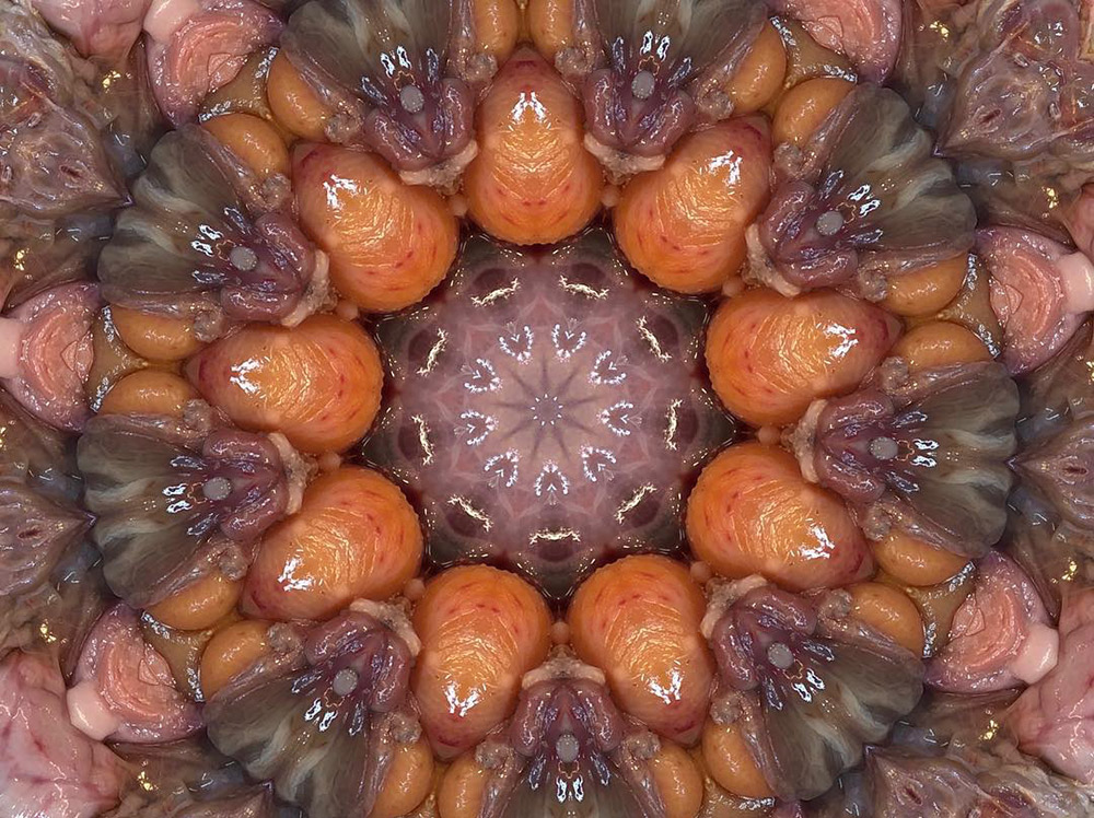 Carneidoscopes - Chicken Interiors