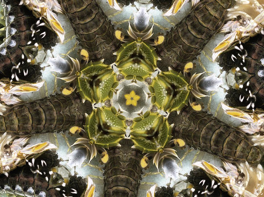 Carneidoscopes - Squillas